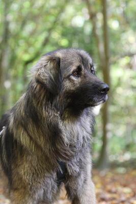 Gino, Mischling - Rüde