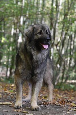 Gino, Mischling - Rüde