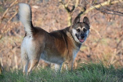 Gino, Mischling - Rüde