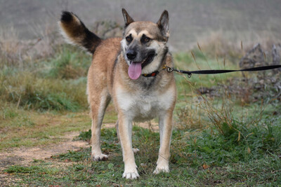 Gino, Mischling - Rüde