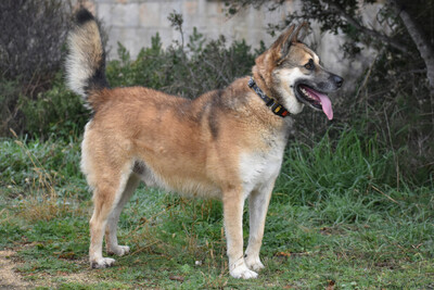 Gino, Mischling - Rüde