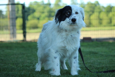 Gino, Mischling Welpen - Rüde