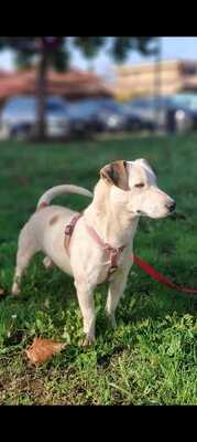 Gipsy, Terrier Mischling - Rüde