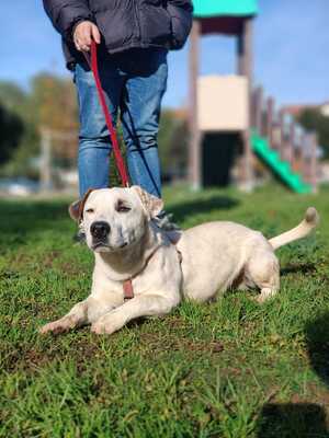 Gipsy, Terrier Mischling - Rüde