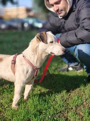 Gipsy, Terrier Mischling - Rüde