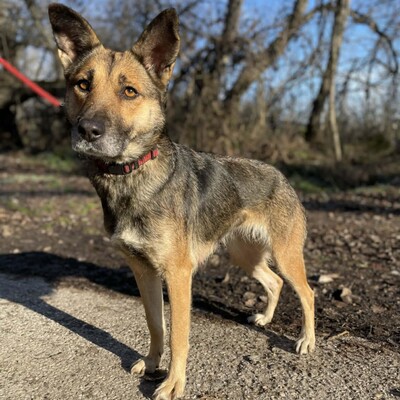 🌷Girna Schäferhund Mixhündin ist eine liebevolle und anhängliche Hündin mit einem freundlichen und sanften Wesen🌺, Schäferhund Mischlingshündin - Hündin