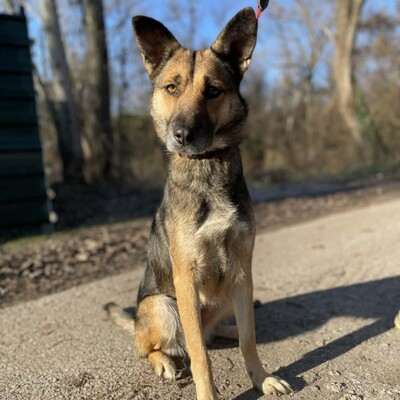 🌷Girna Schäferhund Mixhündin ist eine liebevolle und anhängliche Hündin mit einem freundlichen und sanften Wesen🌺, Schäferhund Mischlingshündin - Hündin