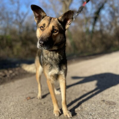 🌷Girna Schäferhund Mixhündin ist eine liebevolle und anhängliche Hündin mit einem freundlichen und sanften Wesen🌺, Schäferhund Mischlingshündin - Hündin