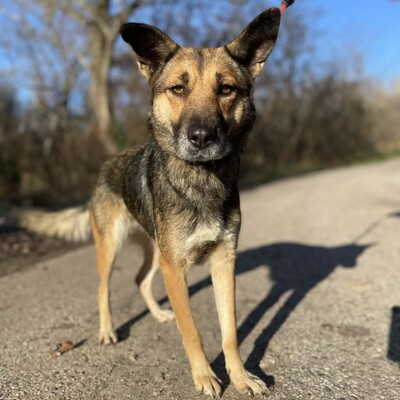 🌷Girna Schäferhund Mixhündin ist eine liebevolle und anhängliche Hündin mit einem freundlichen und sanften Wesen🌺, Schäferhund Mischlingshündin - Hündin