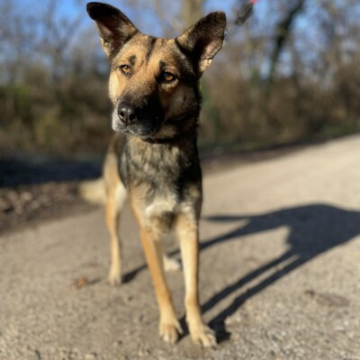 🌷Girna Schäferhund Mixhündin ist eine liebevolle und anhängliche Hündin mit einem freundlichen und sanften Wesen🌺, Schäferhund Mischlingshündin - Hündin