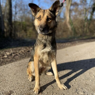 🌷Girna Schäferhund Mixhündin ist eine liebevolle und anhängliche Hündin mit einem freundlichen und sanften Wesen🌺, Schäferhund Mischlingshündin - Hündin