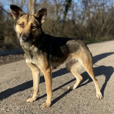 🌷Girna Schäferhund Mixhündin ist eine liebevolle und anhängliche Hündin mit einem freundlichen und sanften Wesen🌺, Schäferhund Mischlingshündin - Hündin