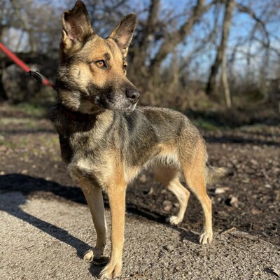 🌷Girna Schäferhund Mixhündin ist eine liebevolle und anhängliche Hündin mit einem freundlichen und sanften Wesen🌺, Schäferhund Mischlingshündin - Hündin