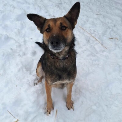 🌷Girna Schäferhund Mixhündin ist eine liebevolle und anhängliche Hündin mit einem freundlichen und sanften Wesen🌺, Schäferhund Mischlingshündin - Hündin