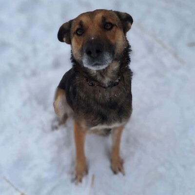 🌷Girna Schäferhund Mixhündin ist eine liebevolle und anhängliche Hündin mit einem freundlichen und sanften Wesen🌺, Schäferhund Mischlingshündin - Hündin