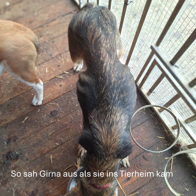 🌷Girna Schäferhund Mixhündin ist eine liebevolle und anhängliche Hündin mit einem freundlichen und sanften Wesen🌺, Schäferhund Mischlingshündin - Hündin