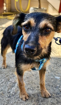 Gisi, Mix - Hündin