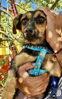 Gisi, Mix - Hündin