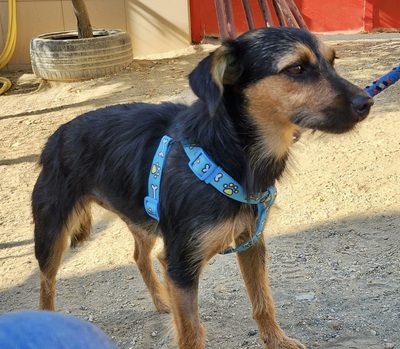 Gisi, Mix - Hündin