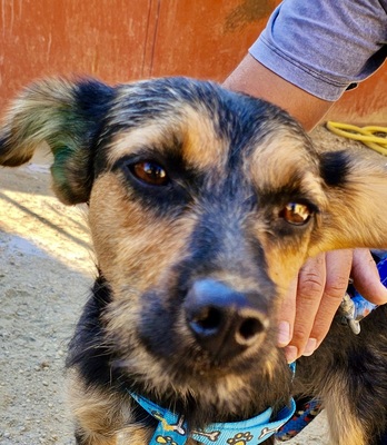 Gisi, Mix - Hündin