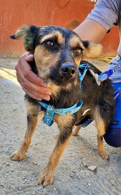 Gisi, Mix - Hündin
