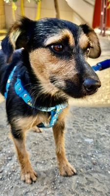 Gisi, Mix - Hündin
