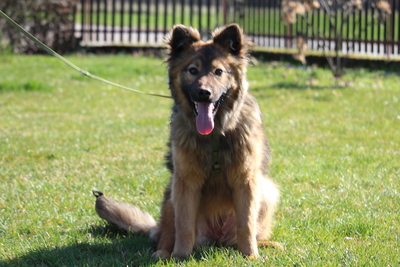 Gismo, Mischling Welpen - Rüde