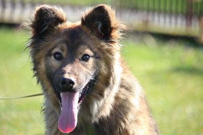 Gismo, Mischling Welpen - Rüde