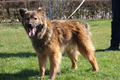 Gismo, Mischling Welpen - Rüde