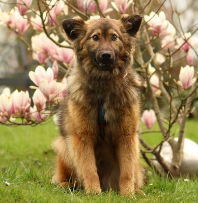 Gismo, Mischling Welpen - Rüde