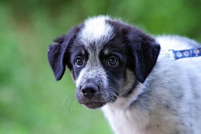Giszmo, Mischling Welpen - Rüde