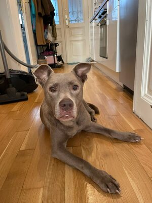 Giza ist eine Hündin, die leise verzaubert.