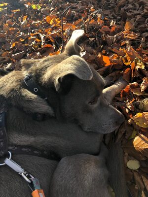 Giza ist eine Hündin, die leise verzaubert., Mischling - Hündin