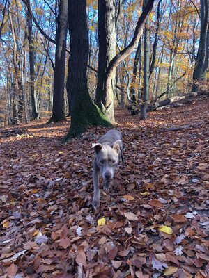 Giza ist eine Hündin, die leise verzaubert., Mischling - Hündin