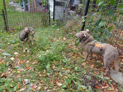 Giza ist eine Hündin, die leise verzaubert., Mischling - Hündin