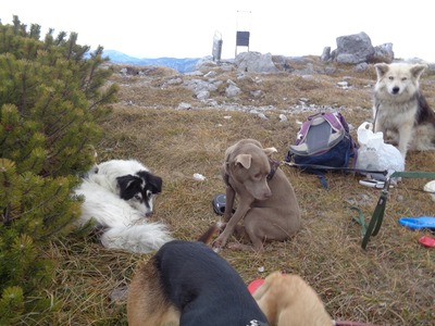 Giza ist eine Hündin, die leise verzaubert., Mischling - Hündin