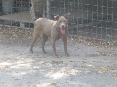 Giza ist eine Hündin, die leise verzaubert., Mischling - Hündin