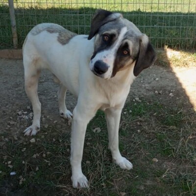 Gizmo - gerne mal verrückt und albern, Griechischer Schäferhund Mix - Rüde