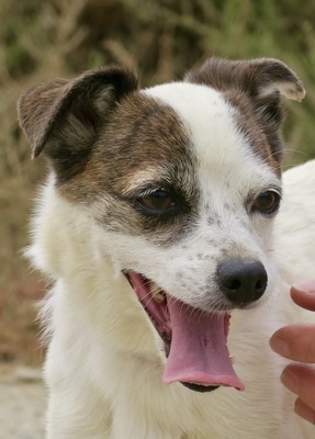 Gladis, Mix - Hündin