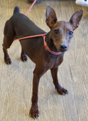 Gladys, Pinscher - Mix - Hündin