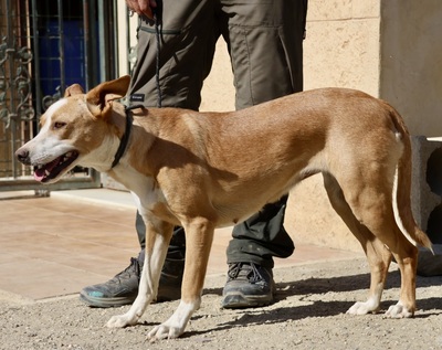 Gloria, Podenco Andaluz - Mix - Hündin