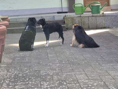 Gnadenplatz für Amy gesucht, Mischling - Hündin