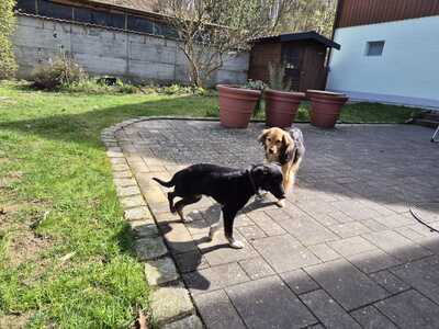Gnadenplatz für Amy gesucht, Mischling - Hündin