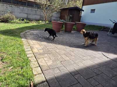 Gnadenplatz für Amy gesucht, Mischling - Hündin