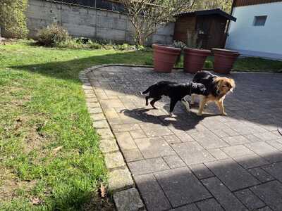 Gnadenplatz für Amy gesucht, Mischling - Hündin