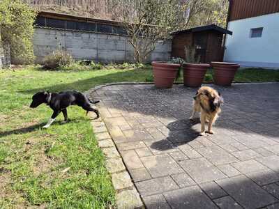 Gnadenplatz für Amy gesucht, Mischling - Hündin