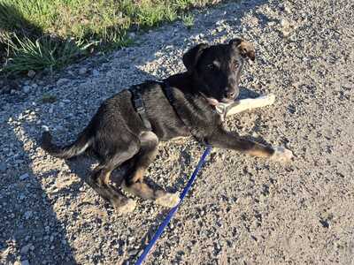 Gnadenplatz für Amy gesucht, Mischling - Hündin