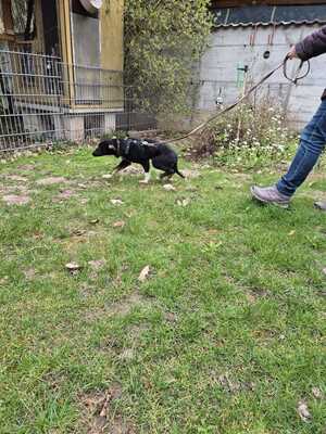 Gnadenplatz für Amy gesucht, Mischling - Hündin