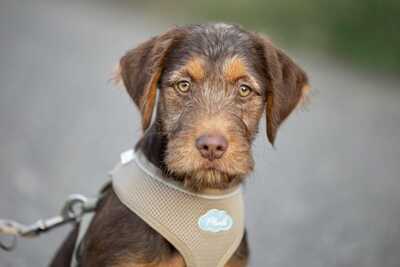 Gofri - Neugieriger Welpenbub, ca. 3 Monate, Mischling Welpen - Rüde