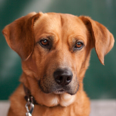 Gogo, Mischling - Rüde